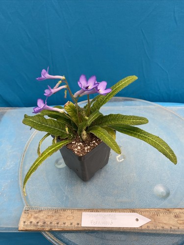 Streptocarpus Fernwood Many Blue Flowers 4” Pot Shade Easy Care Windowsill - Picture 4 of 6