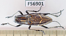 F56904. Unmounted insects, Cerambycidae sp. V...
