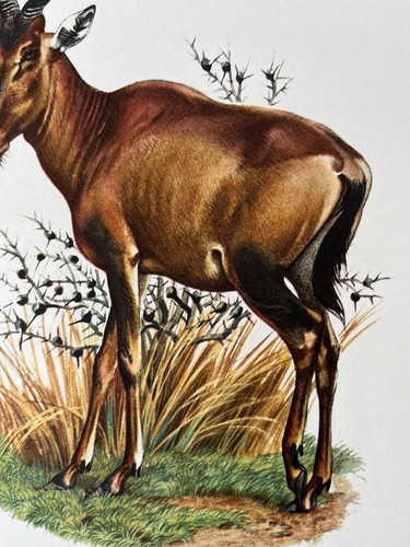Red hartebeest animal print. antique and vintage natural sciences and zoology - Picture 3 of 5