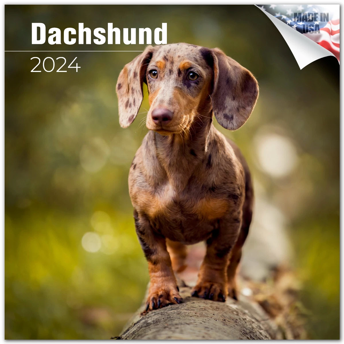 Dachshund Puppy Calendars 2024 Zola Annabal