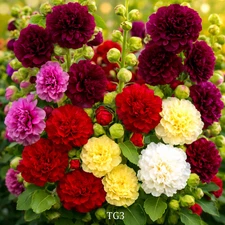 200+ HOLLYHOCK SPRING MIX SEEDS | 🌸 | HUMMINGBIRD | HUGE BLOOMS | FREE SHIPPING