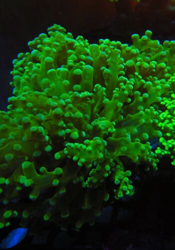Good Size Frogspawn Coral WYSIWYG SE11A28