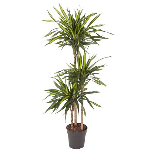 Dracaena Riki - 140 cm - ø24 - Bild 1 von 4