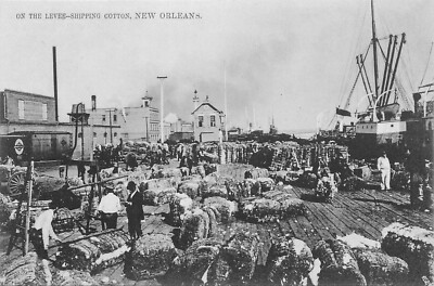 C1915 New Orleans Louisiana On the Levee shipping cotton Postcard 25-4401
