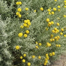 Cotton lavender plug plants santolina chamaecyparissus evergreen hardy pack of 3