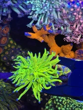 OG Holy Grail Torch single WYSIWYG Live coral frag Lps Sps