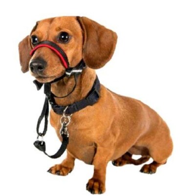 Halti Headcollar Dog Training Obedience, No Pulling, Head Harness, S/Petite