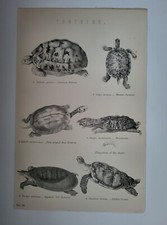 Antique Print 1870 Tortoise Engraving Common Written Three Striped Box Egyptian