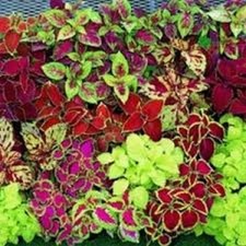 Exotic Coleus 100 PCS Seeds Bonsai Flowers Potted Begonia Plants Garden Mix NEW Exotic Coleus 100 PCS Seeds Bonsai Flowers Potted Begonia Plants Garden Mix NEW