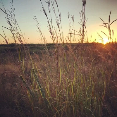 HALE HABITAT & SEED Native Grass Refuge Seed Mix - 1/4 Acre Bag - Deer Bedding and Upland Bird Cover