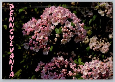 Postcard - Mountain Laurel, The Official State Flower Of Pennsylvania