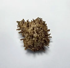 Formosa/SEASHELL/Hydrate ? 24.8mm.Japan