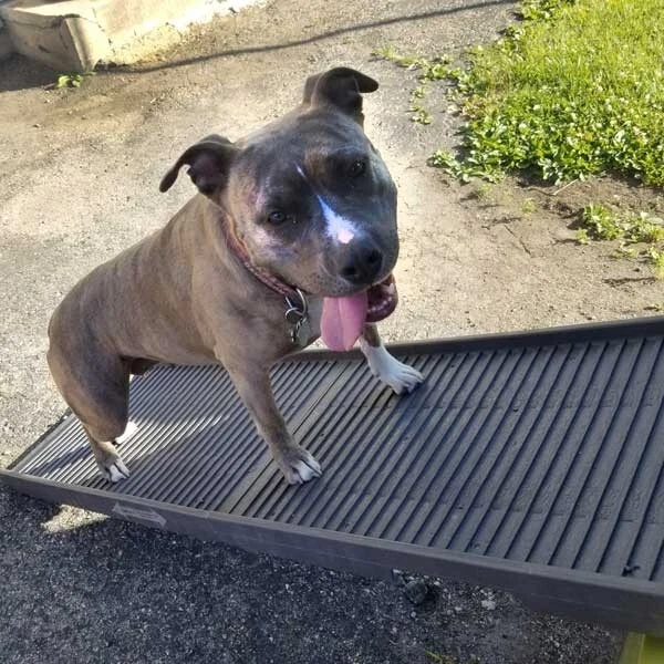 Rampa plegable para mascotas PetStep - grafito Foto 4 de 4