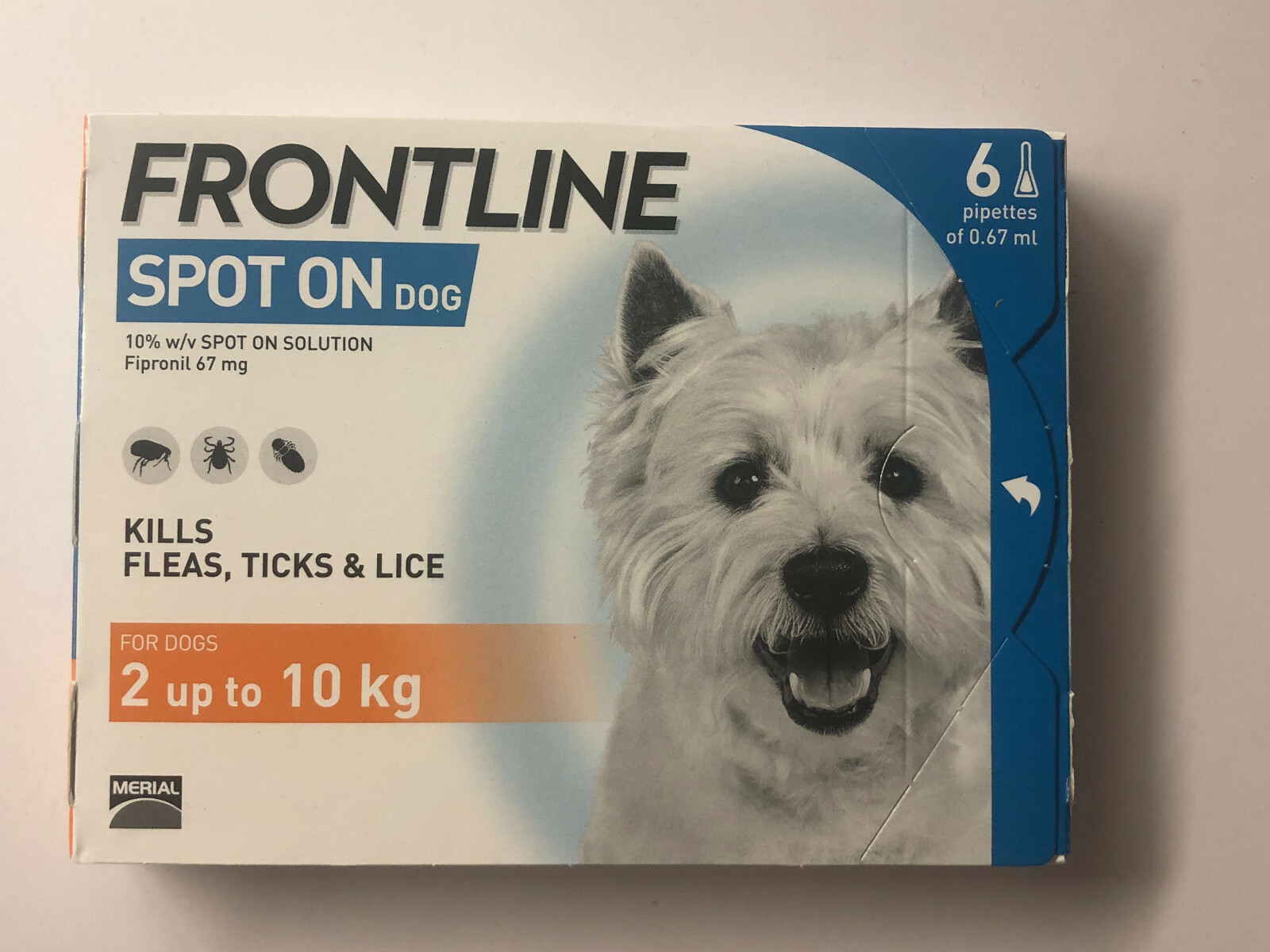 sable cockapoo full grown