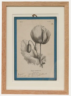 Native Flora of Europe - Gerahmte Lithografie Aus Dem 19. Jahrhundert, Papave...
