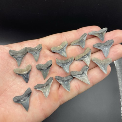 #ad 15 HIGH QUALITY BULL SHARK TEETH VENICE FLORIDA REAL SHARK TEETH $28.49