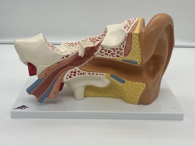 Vintage 3B Scientific Educational Human Ear Canal Medical 3D Model