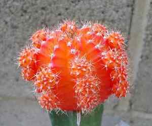 Orange-Moon-Cactus-Gymnocalycium-Mihanovichii