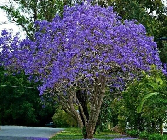 Blue Jacaranda Tree 2 3 Feet Telljacaranda Mimosifolia Free Shipping For Sale Online