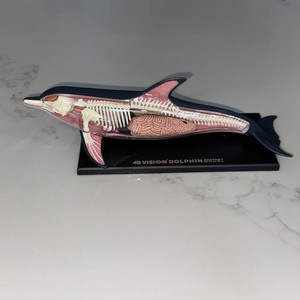 4d Vision Dolphin Anatomy Model 3d Puzzle