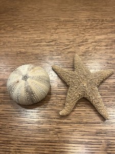 Sea Urchin Test & Starfish Shell