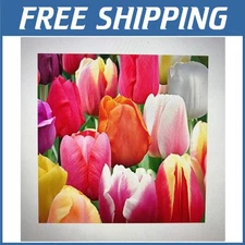 Tulipa Triumph Bulbs - 60 Days of Blooms