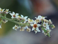 Boswellia serrata FRANKINCENSE TREE Seeds!