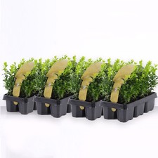 Bosso "Buxus microphylla Faulkner" 24 piante siepe sempreverde in vaso bio 9 cm