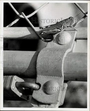 1977 Press Photo Grasshopper perches on fence post. - hpa11888