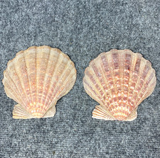 Scallop Shells Pair Large 5.25" Natural Orange Purple Real Seashell Decor Lot 2
