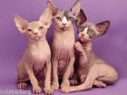 Sphynx Cat Group Pose Refrigerator / Tool Box Magnet