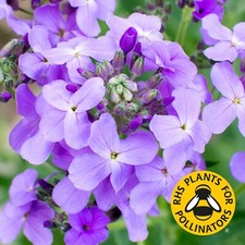 Sweet Rocket Seeds Hesperis matronalis Dame's Rocket Purple Wildflower Scented
