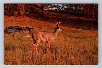 Paradise MI-Michigan General Greetings Deer Vintage Postcard Standard Postal PC
