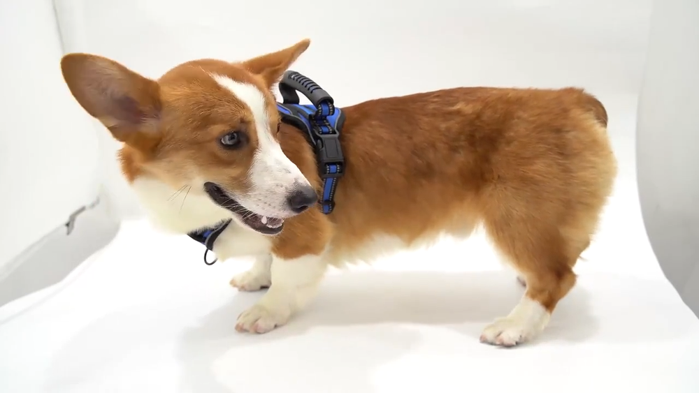 dog harness