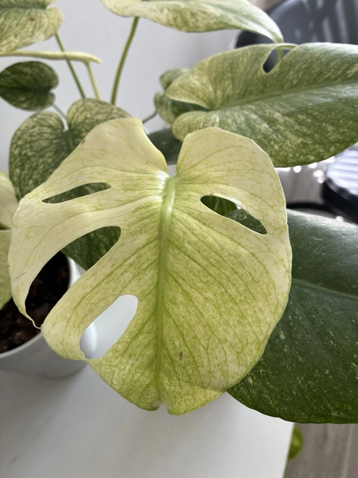 RARE Monstera Mint | Live Potted Plant | Green & White Broadleaf
Opens in a new window or tab