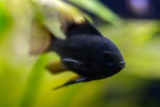 1 Adult Male German Black Knight Ram Cichlids Live Fish U.S. Bred