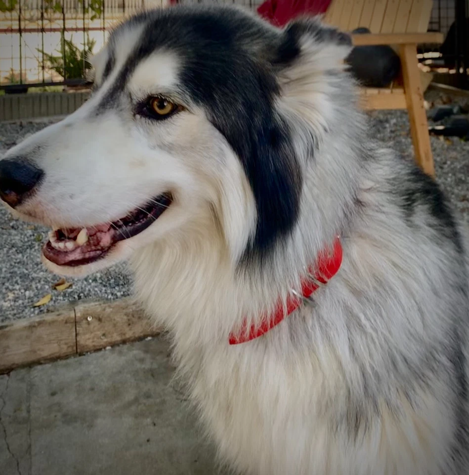 COLLAR PERRO CUERO AJUSTABLE 1,5 PULGADAS ANCHO Foto 3 de 4