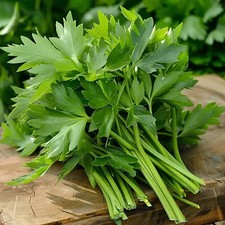 50 graines de Livèche Céleri perpétuel levisticum officinale Ache des montagnes