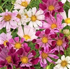 Sea Shells Mix Cosmo Seeds 100+ SEEDS  --BUY 4 ITEMS FREE SHIPPING