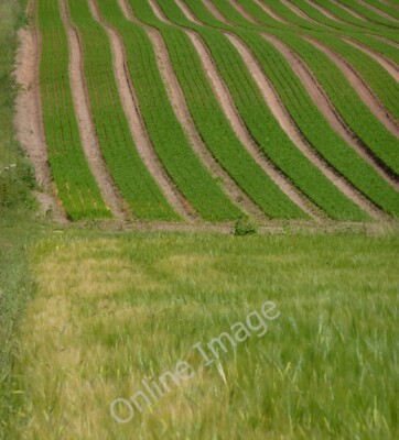 Foto 6x4 Gerste und Karotten Elkesley Pflanzen wachsen an der Spur Richtung c2010