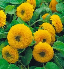Dwarf Sungold Double Sunflower Seeds 50+ Seeds NON-GMO BUY 4 GET FREE SHIPPING!!