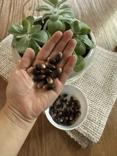 100 CT Texas Live Oak Tree Seeds Non GMO for Planting