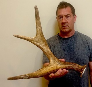 Moose Antler shed antler