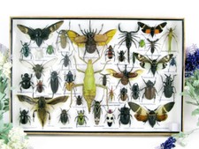 Bellissimi insetti imbalsamati veri XXL Showcase Taxidermy Entomology  -  XXL09