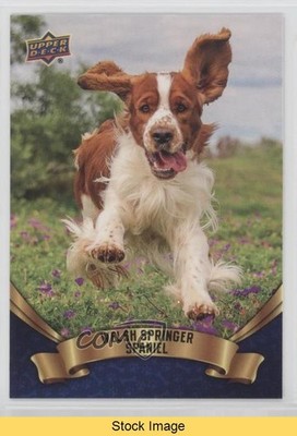 2018 Upper Deck Canine Collection Blue Welsh Springer Spaniel #87 READ 0s9c