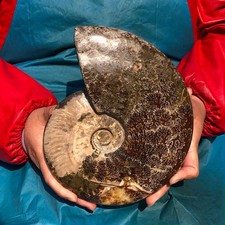 5.43LB Natural Ammonite Fossil Conch Quartz Crystal Specimen