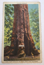 Vintage Postcard General Sherman 5000 Years Old Big Trees Santa Cruz CA forest