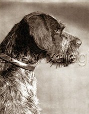 DOG German Wirehaired Pointer Portrait Deutsc...
