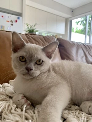gumtree burmese kittens