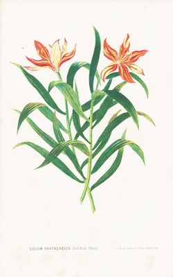 Lilium Partheneion Lilly flower Blumen botany botanical Botanik Lithographie